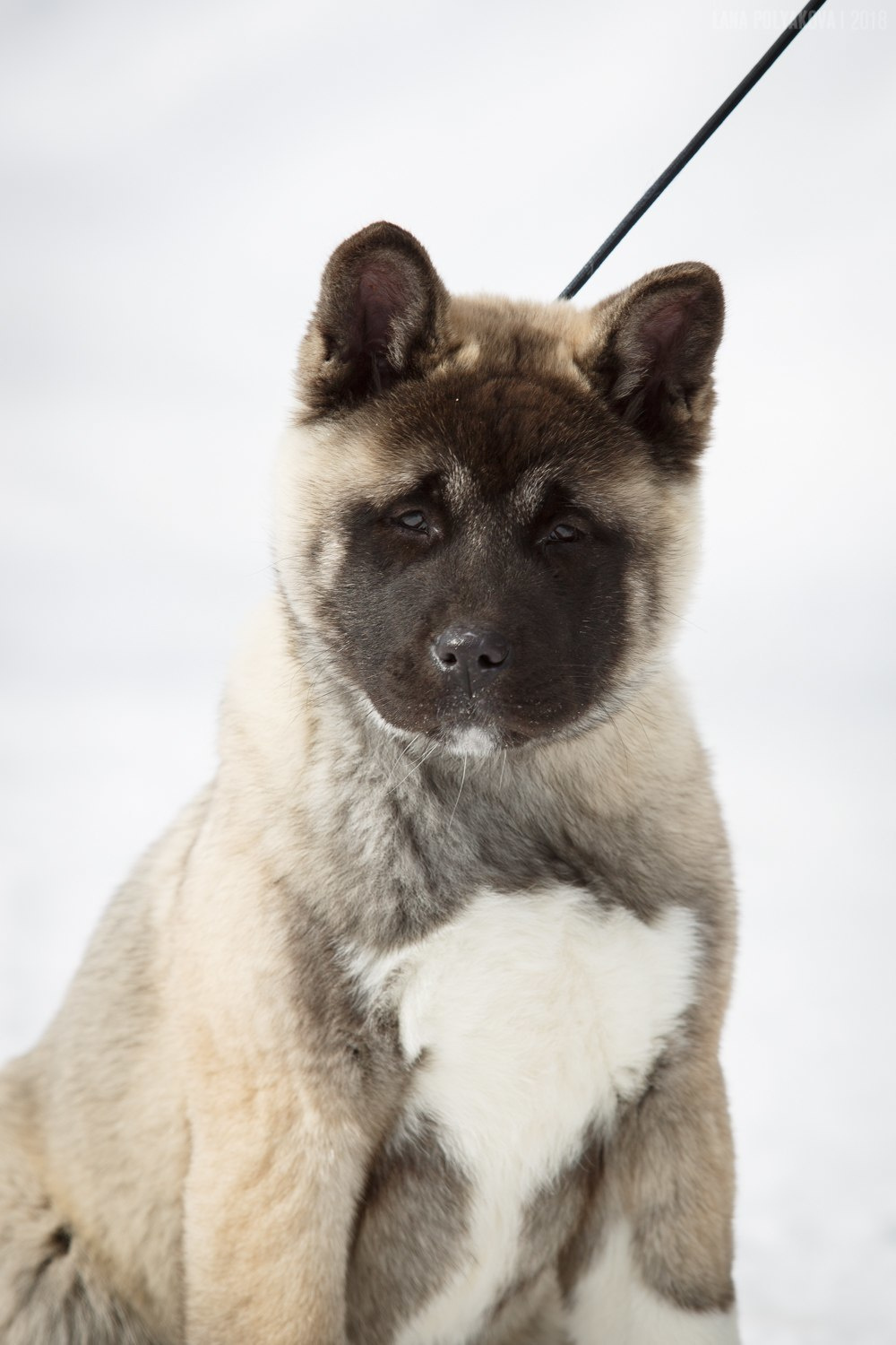 Щенки американской акиты питомник RUBYLIGHT