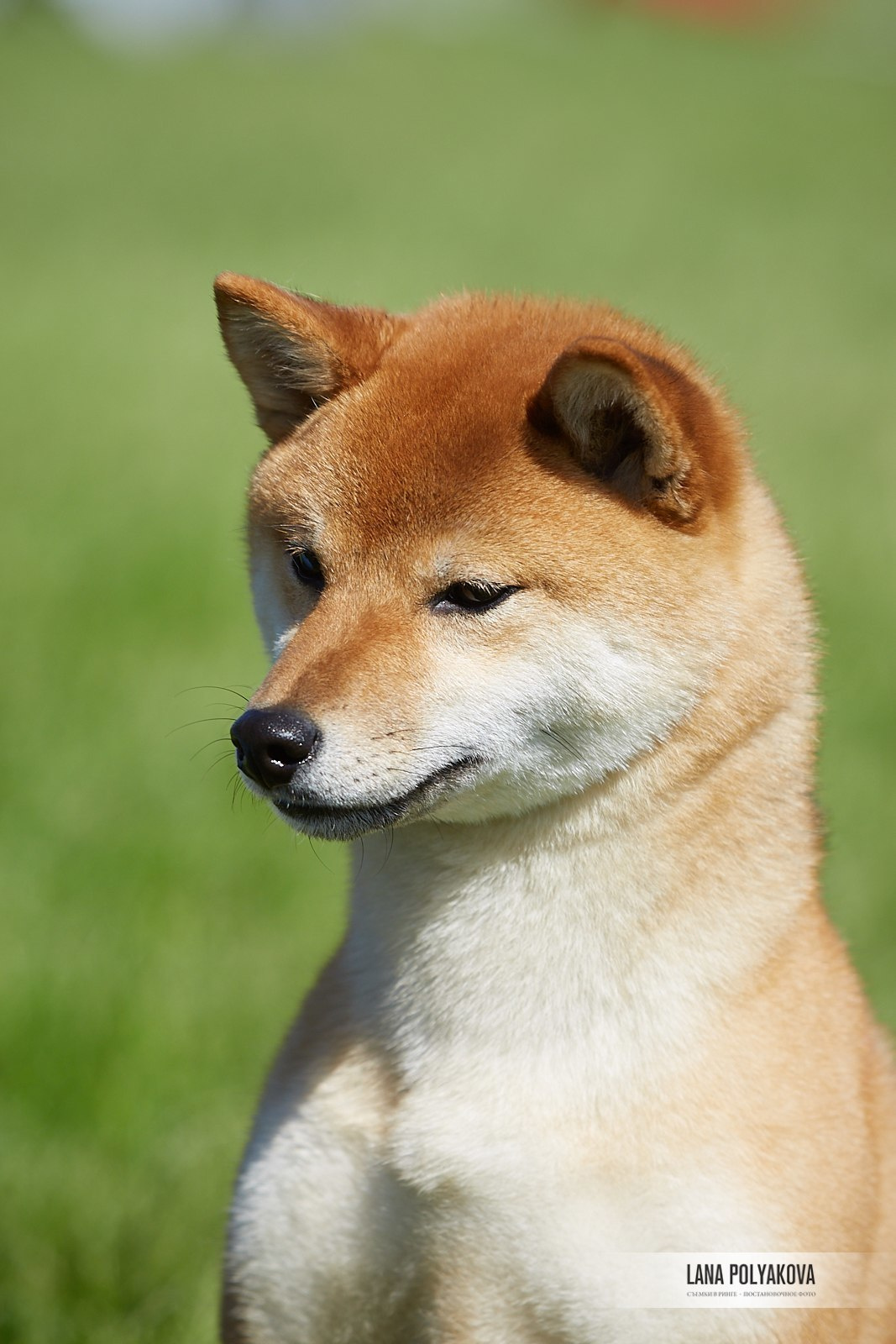 Сиба сиба-ину сибаину в Санкт-Петербурге
