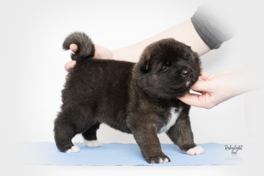 Щенки американской акиты