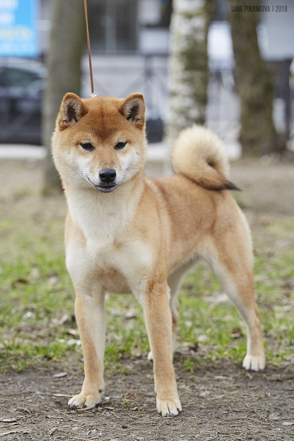 Сиба сиба-ину сибаину в Санкт-Петербурге
