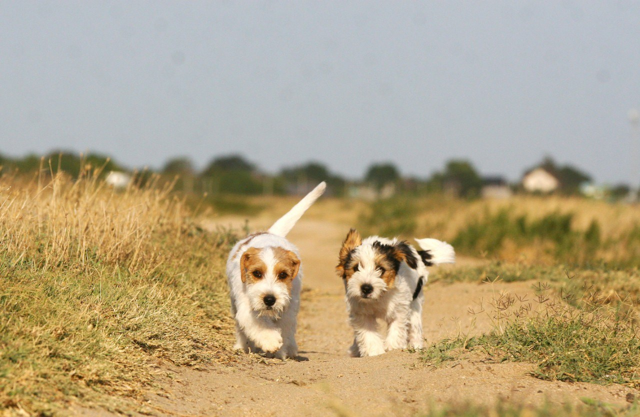 Жизнь питомника. Lovely-Orange питомник джек рассел терьеров