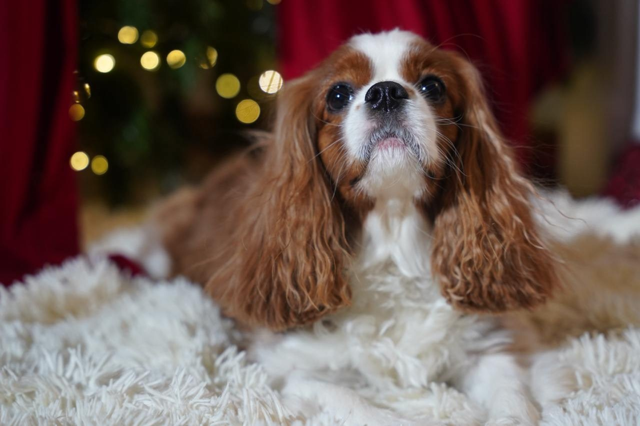 Portrait. Женский и семейный фотограф в стиле VOGUE в Москве
