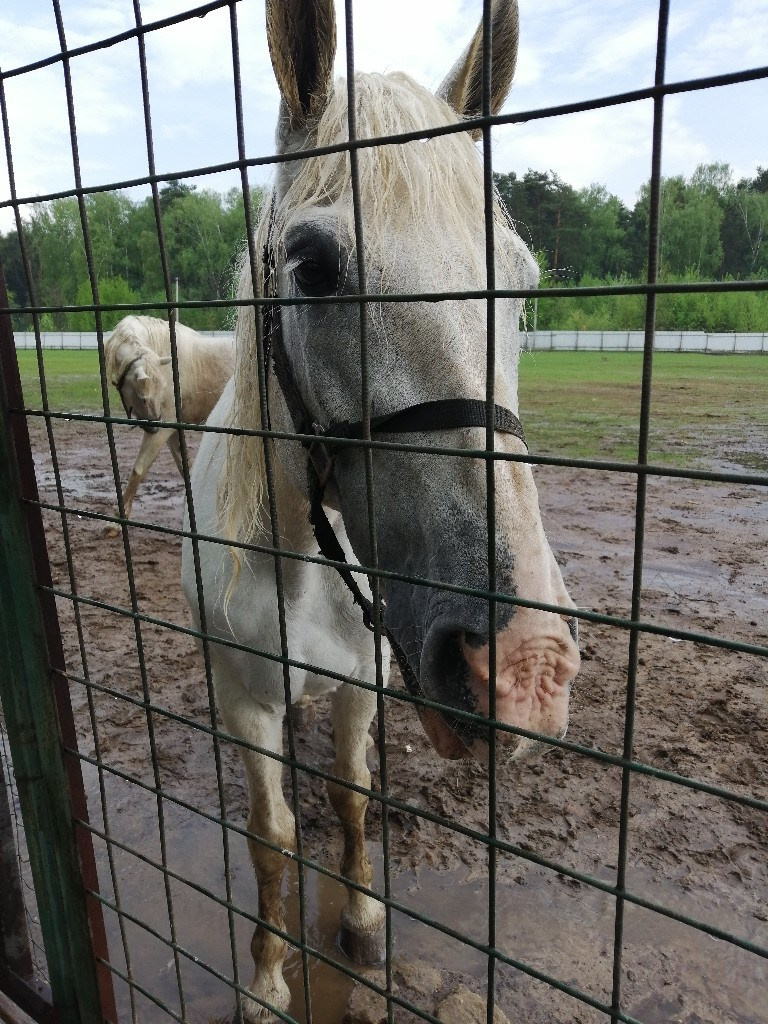Шашлычки 10.05.2019. Галерея Фантим