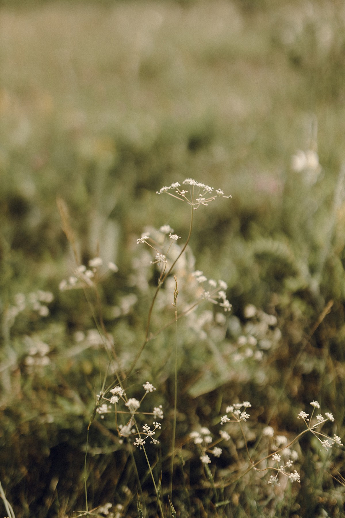 Alena. Anastasia Blud Photography