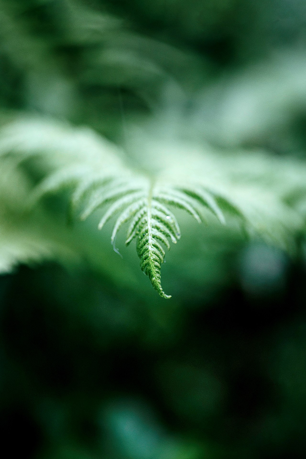 Природа и пейзажи. Наталья Антипас фотограф Москва