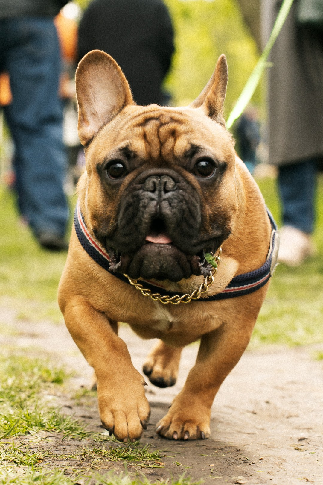 Парад Бульдогов. Axenov_eugene