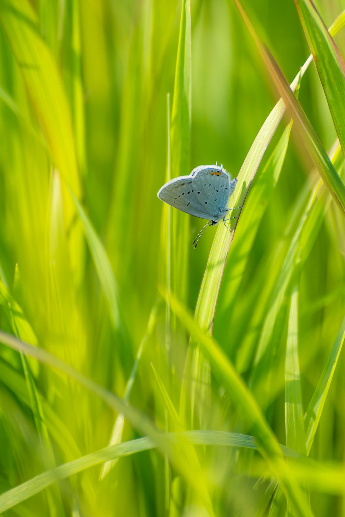 Макрофотосъёмка. Foto-Zuev фотография как искусство