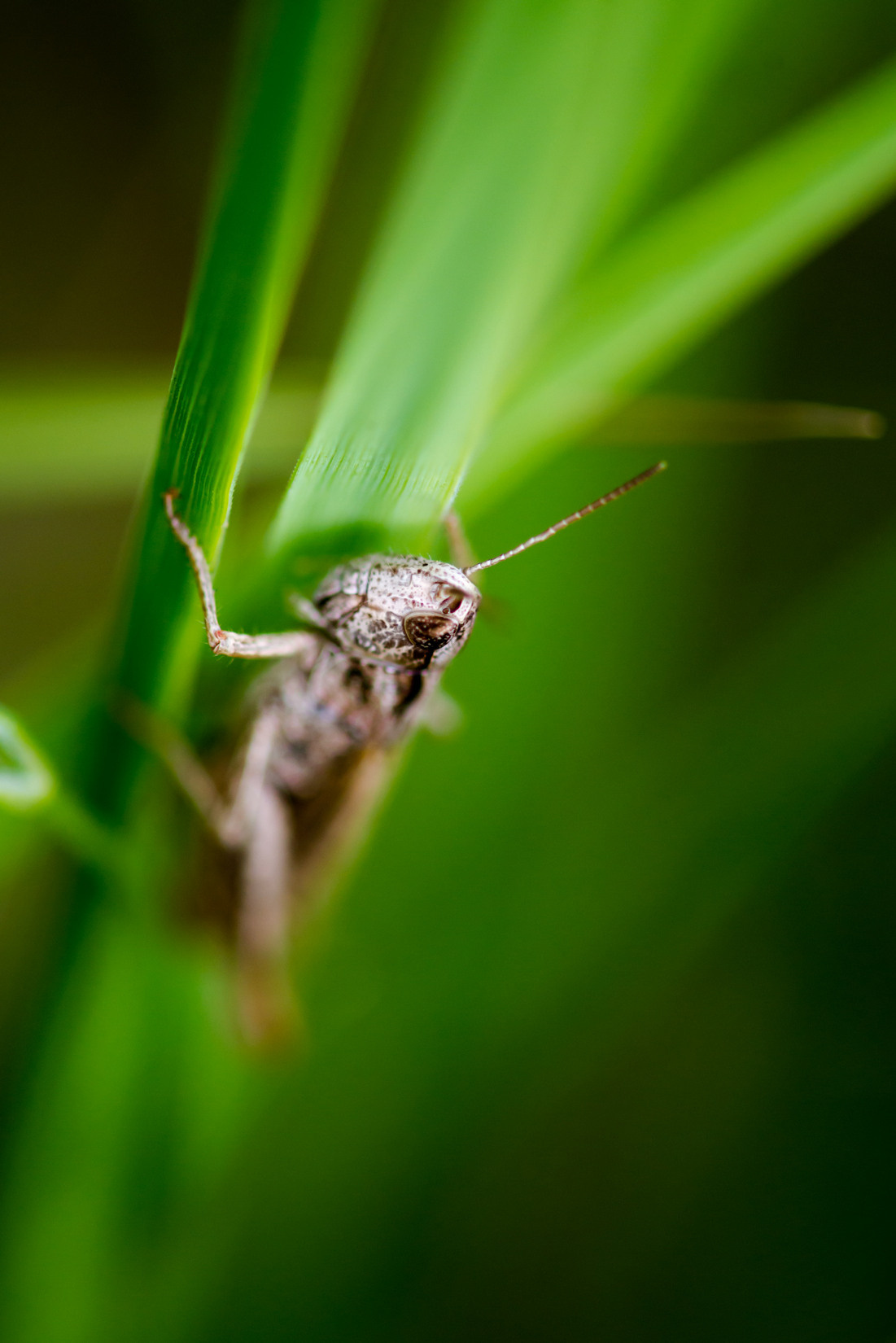 Макрофотосъёмка. Foto-Zuev фотография как искусство