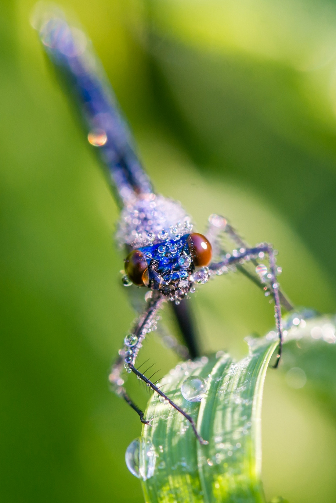Макрофотосъёмка. Foto-Zuev фотография как искусство
