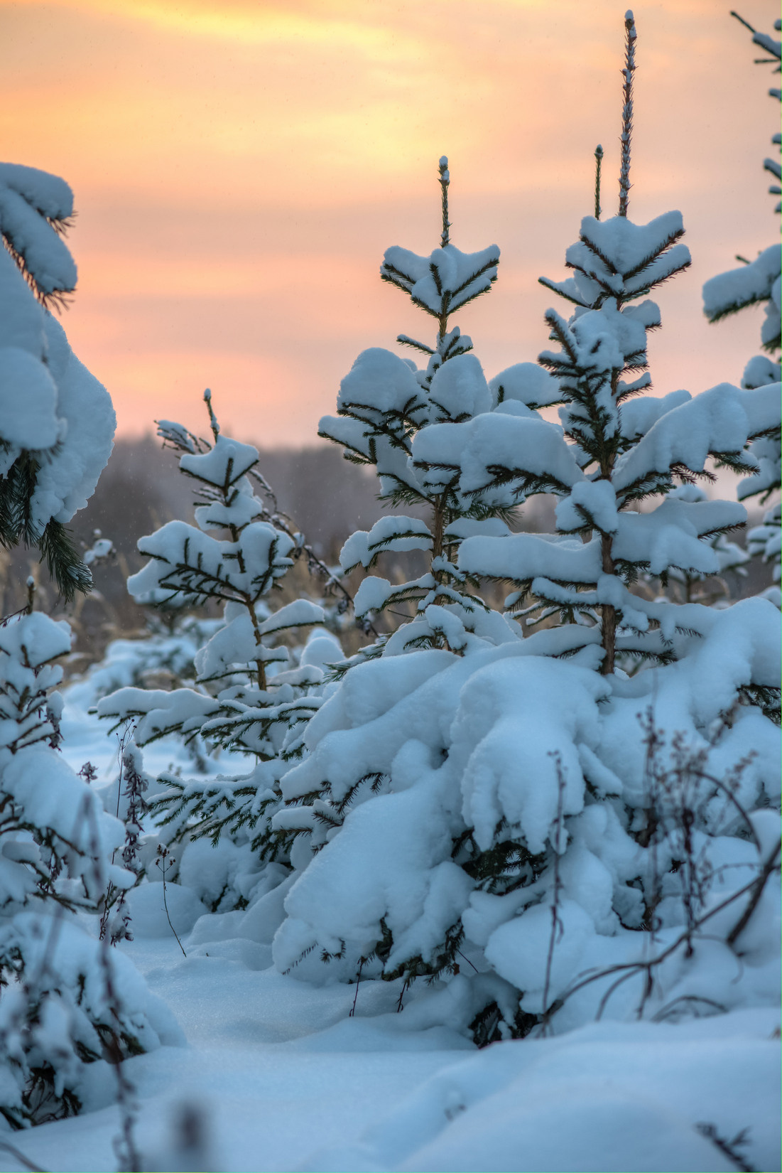 Пейзажный фотограф, Фотографии дикой природы. Foto-Zuev фотография как искусство