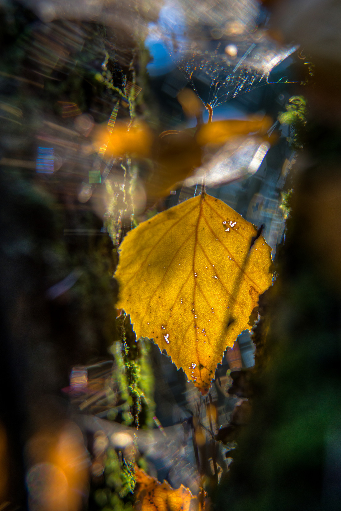 Пейзажный фотограф, Фотографии дикой природы. Foto-Zuev фотография как искусство
