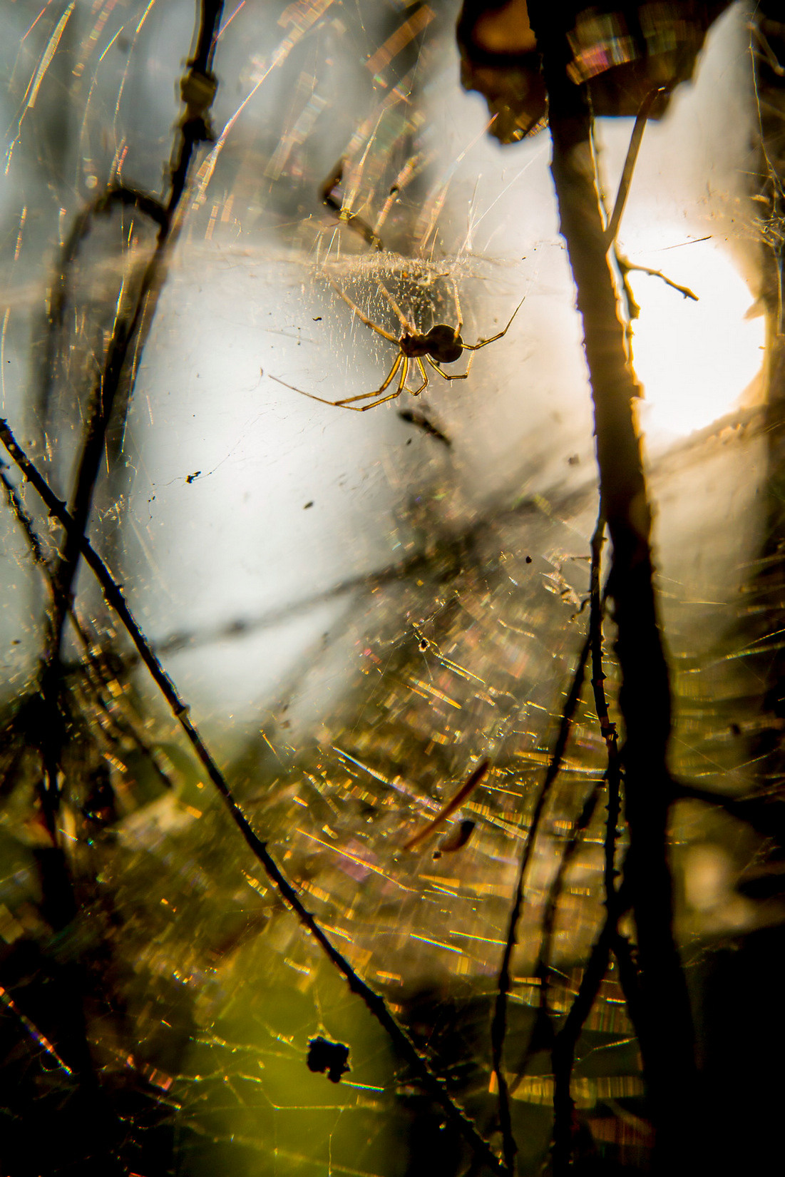 Макрофотосъёмка. Foto-Zuev фотография как искусство