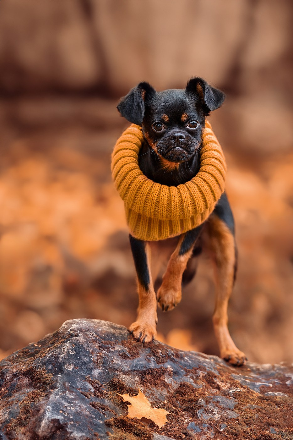 Ваш питомец. Портфолио