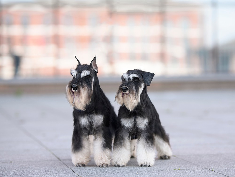 Питомник цвергшнауцеров в Беларуси «Делинсо Бэлэнс»