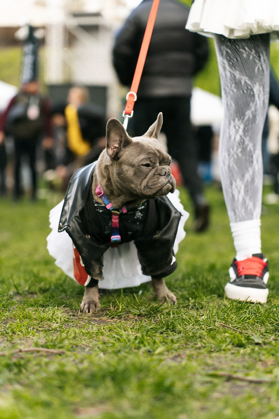 Парад Бульдогов. Axenov_eugene