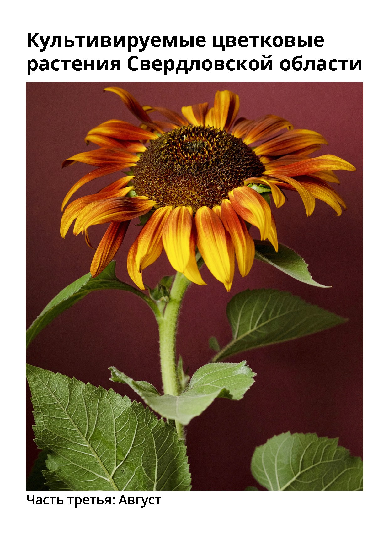 Открытки. Natalia Longi