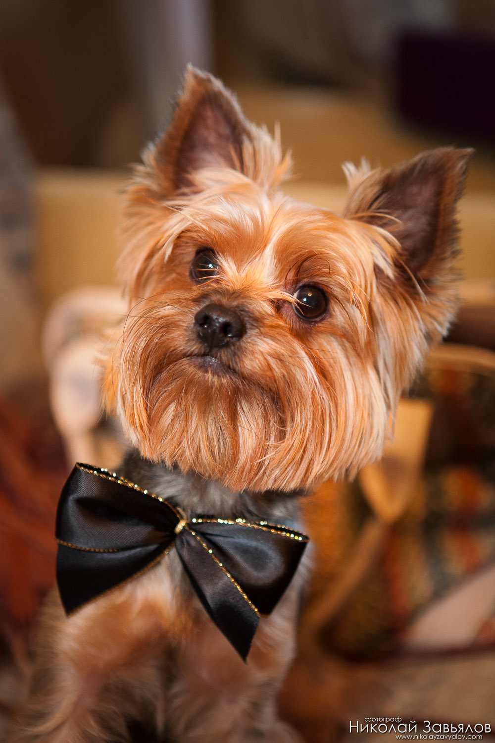 Свадебный фотограф Москва, Николай Завьялов. Видеооператор/Фотограф Николай Завьялов