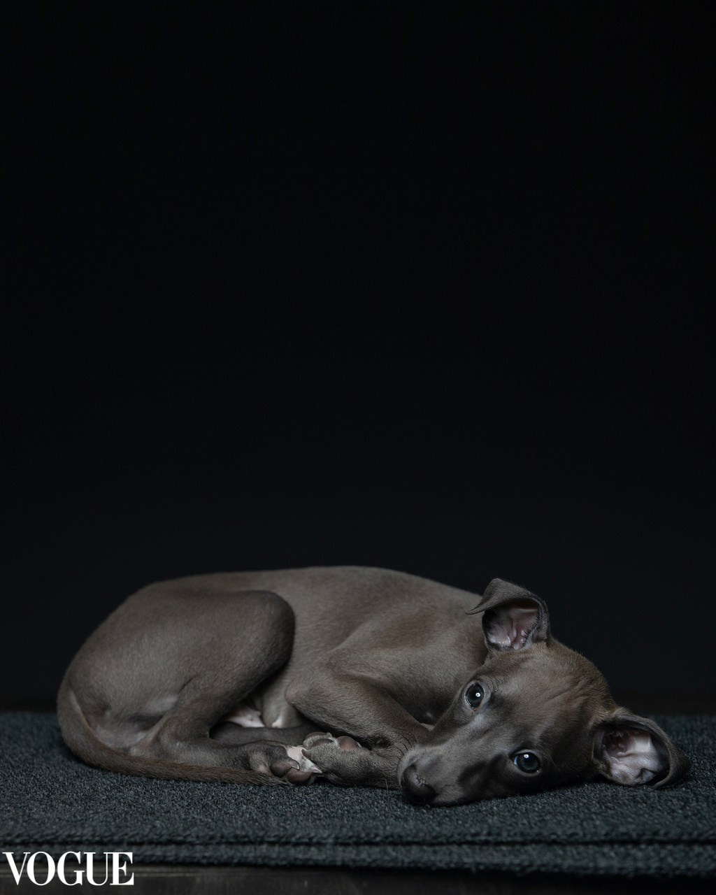 Pets Photography / Фотограф Собак