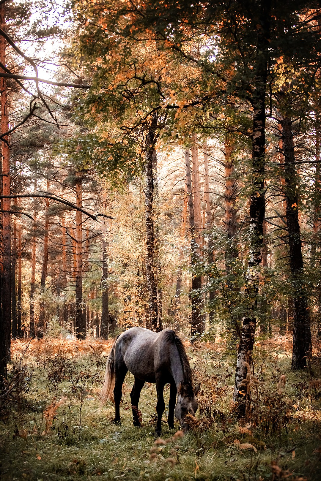 Осенний Горный Алтай '23. BrisArts