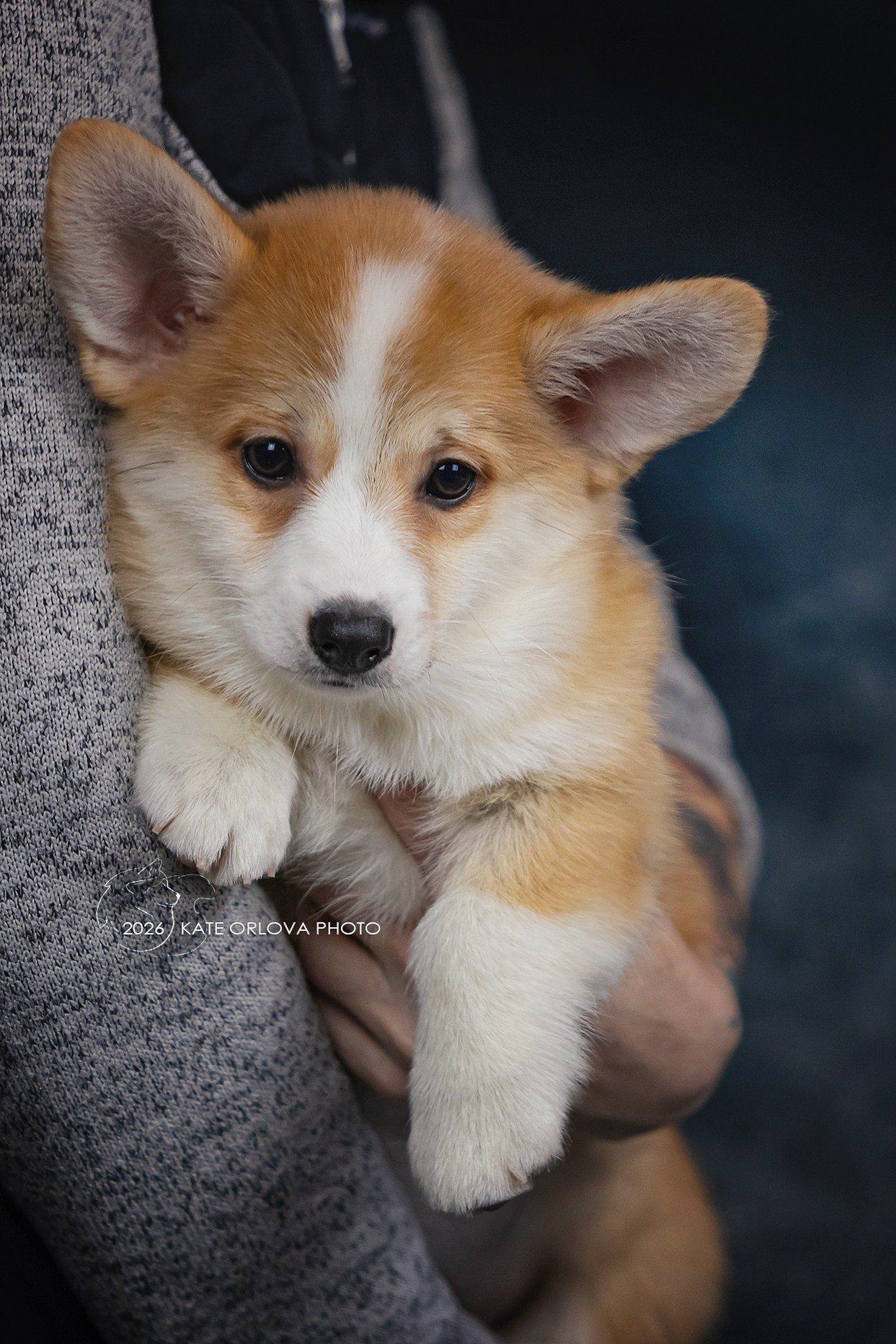 А — Кола и Цесей. Kawaii Kuma питомник собак пород Корги пемброк, Акита ину, Сиба