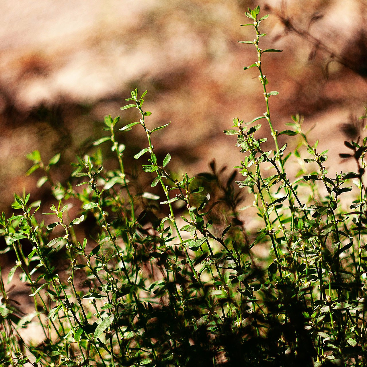 Травы. Природа севера