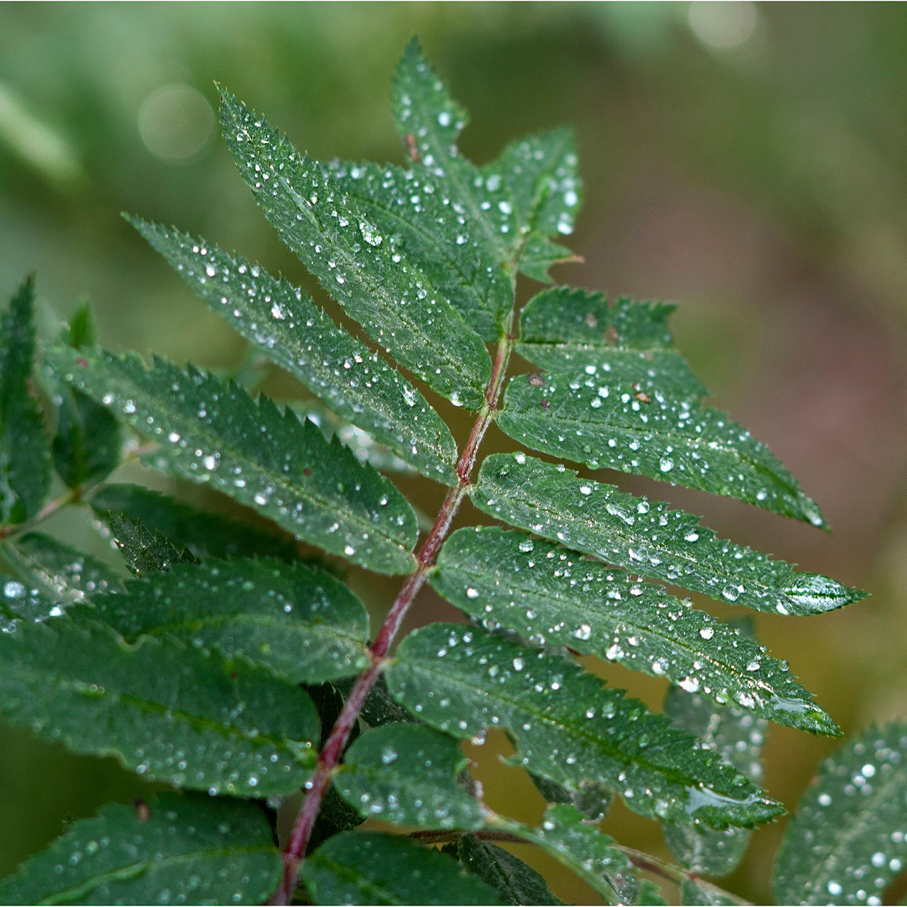 Деревья. Природа севера