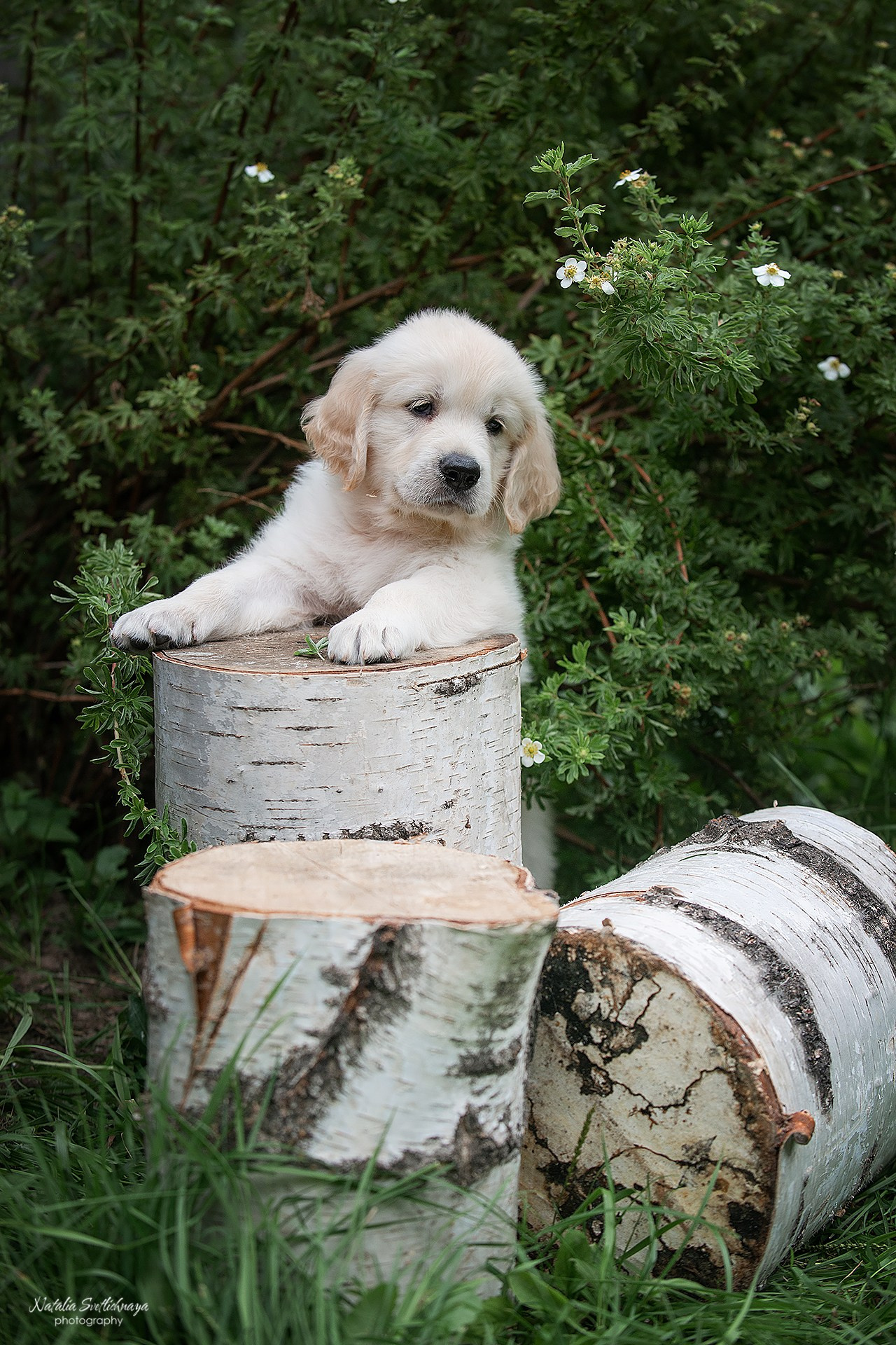 Голден ретривер (щенки). Фотограф-анималист Наталья Светличная