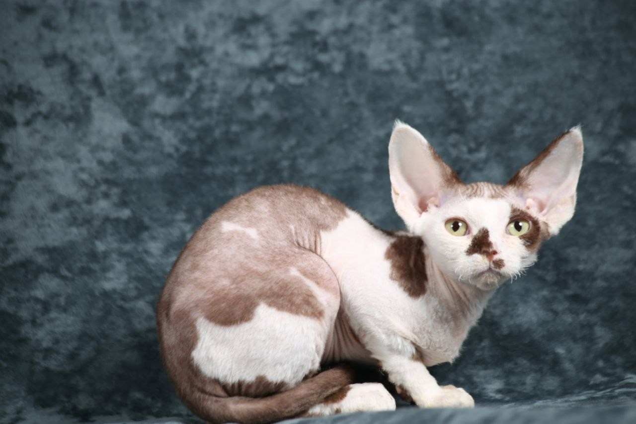 💜DRX b 03 котик Nevskiy Favorite Kitsune🔥🔥🔥готов к резерву 🧿 д/р 21.11.25. Nevskiy Favorite — питомник девон-рексов в Санкт-Петербурге. Здоровые, ласковые и редкие котята