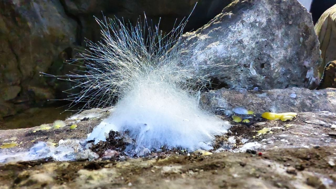 Гурьевские каменоломни | 14.09.2025. Галерея Фантим