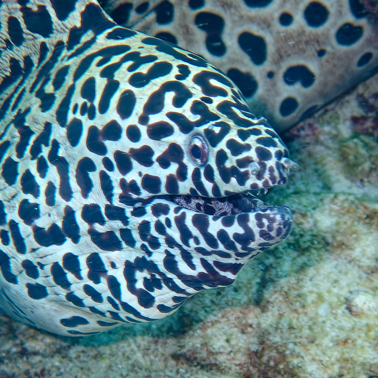 Мне посмотреть. Рыбов показываю