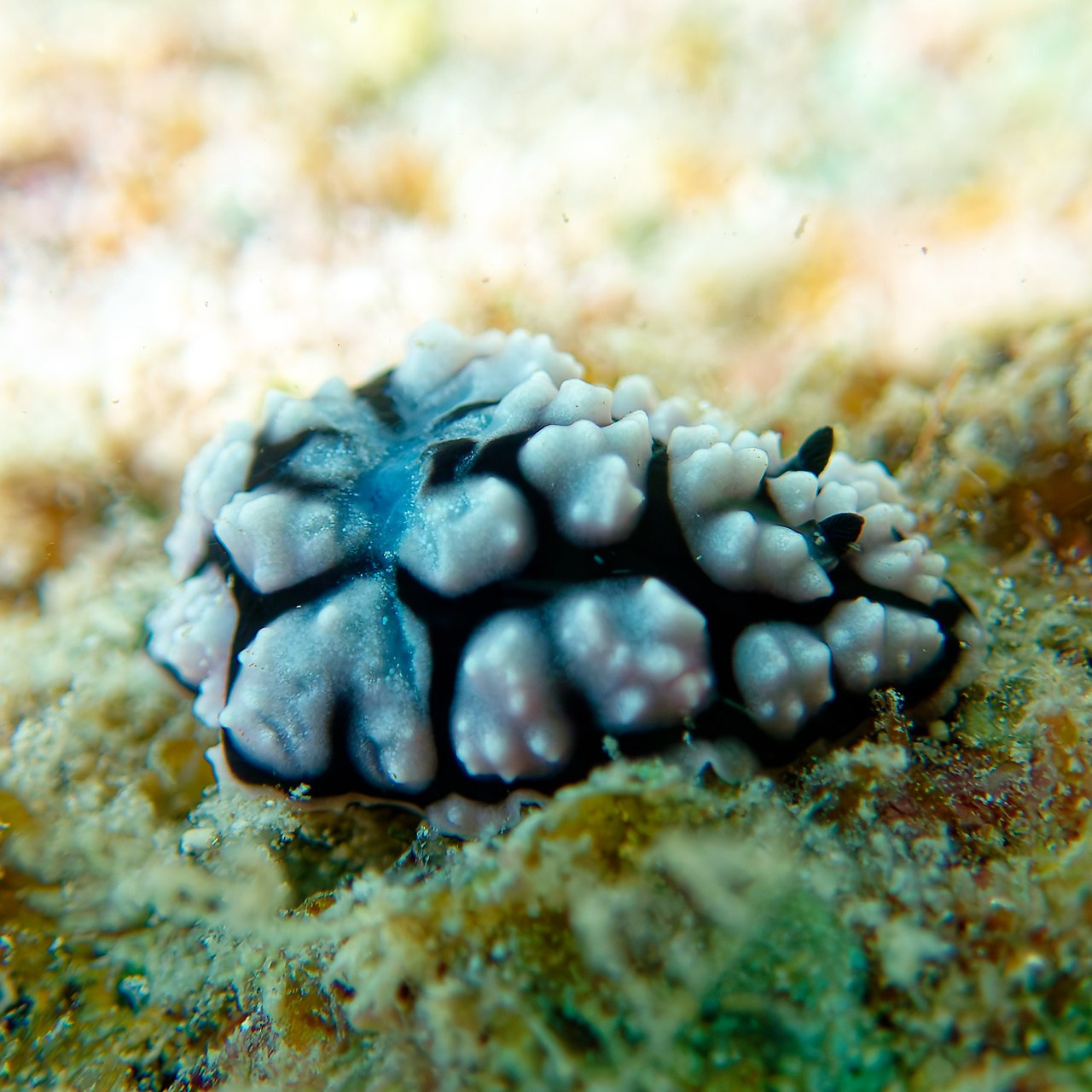 Мне посмотреть. Рыбов показываю