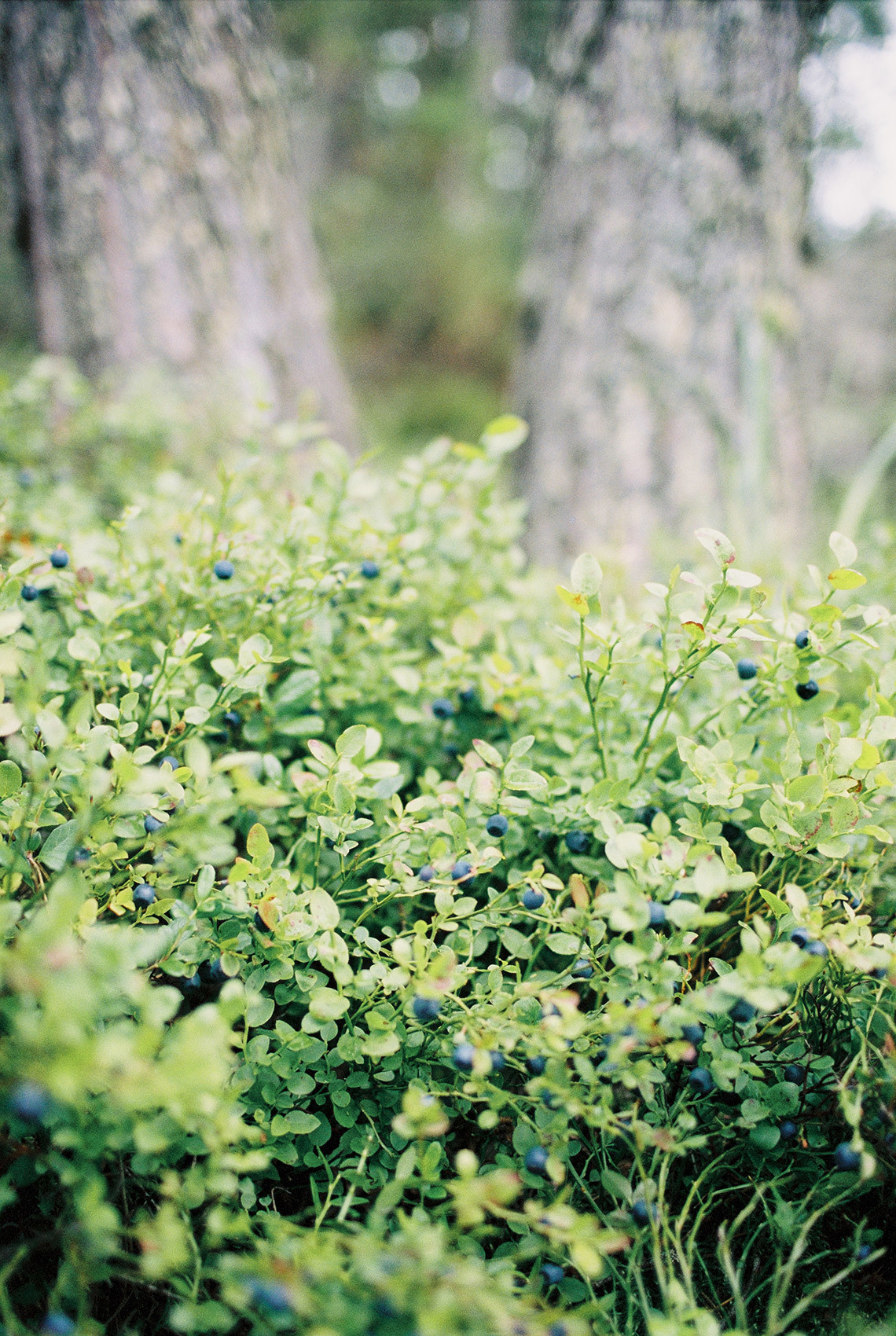 Wild clifs. Свадебный Fine Art фотограф в Санкт-Петербурге
