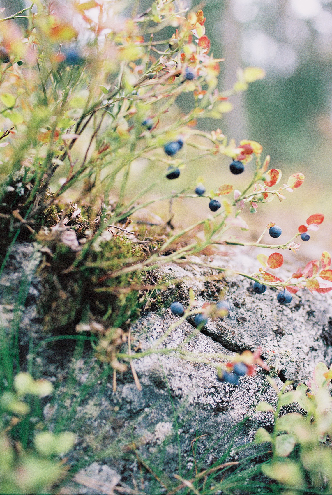 Wild clifs. Свадебный Fine Art фотограф в Санкт-Петербурге