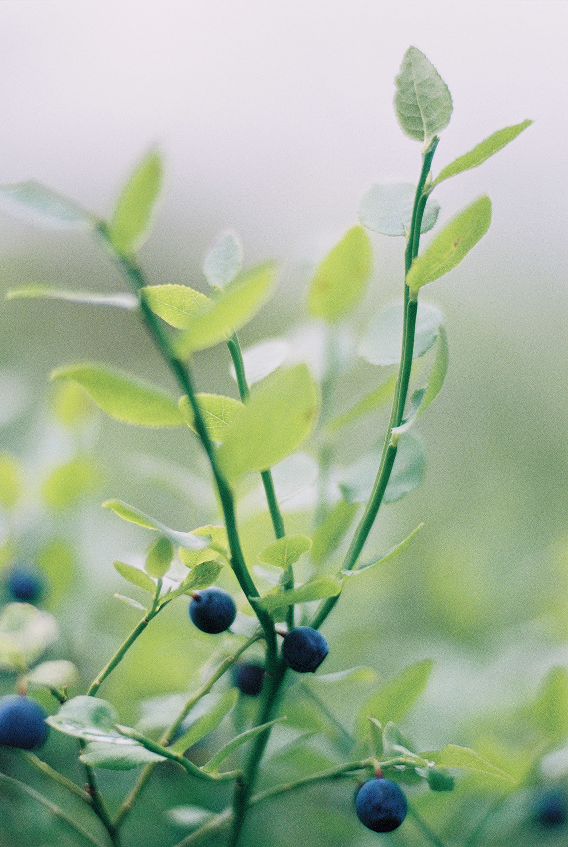Wild clifs. Свадебный Fine Art фотограф в Санкт-Петербурге