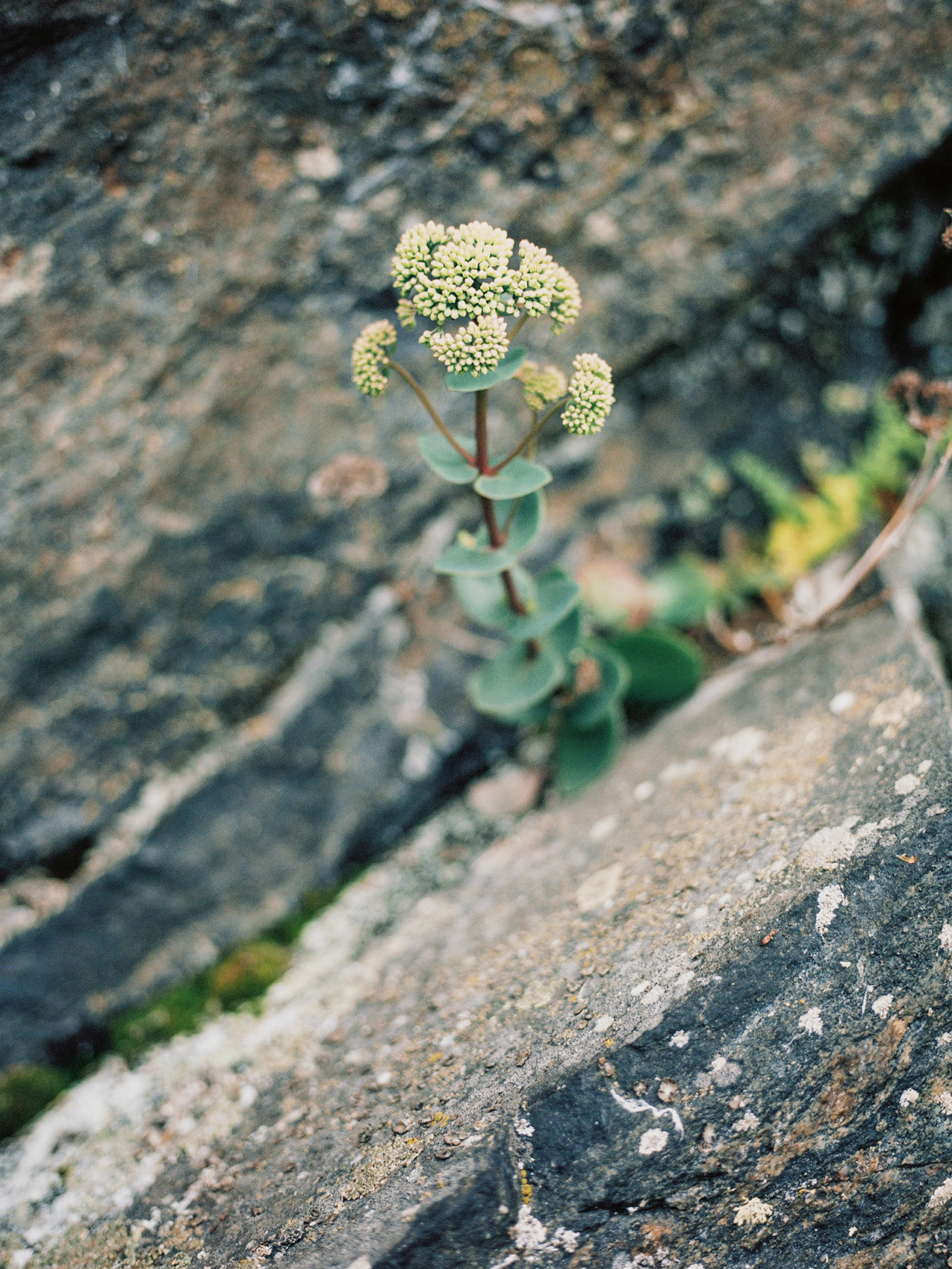 Wild clifs. Свадебный Fine Art фотограф в Санкт-Петербурге