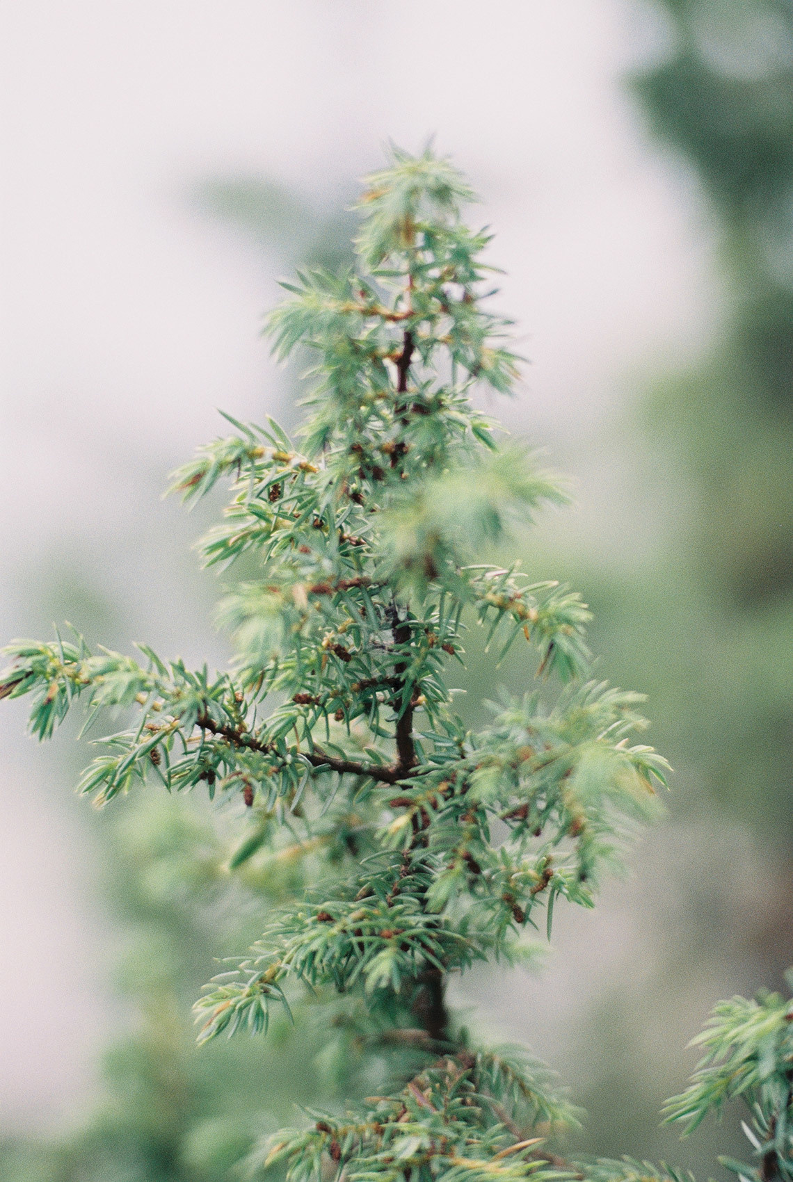Wild clifs. Свадебный Fine Art фотограф в Санкт-Петербурге