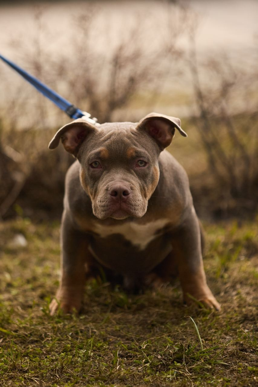 Фотосессия Kenzo. Buyvolenko Andrey