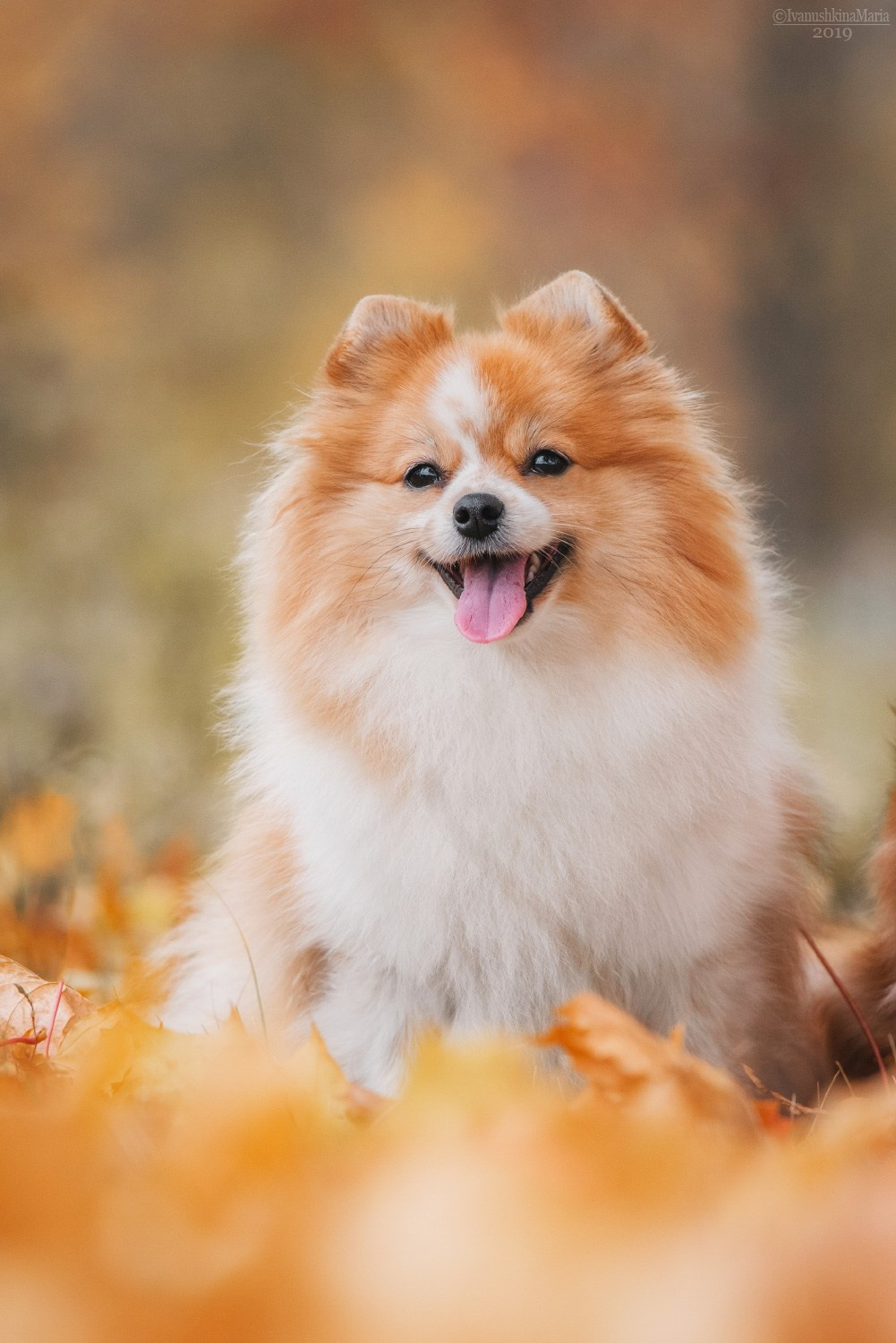 рыже-белый шпиц