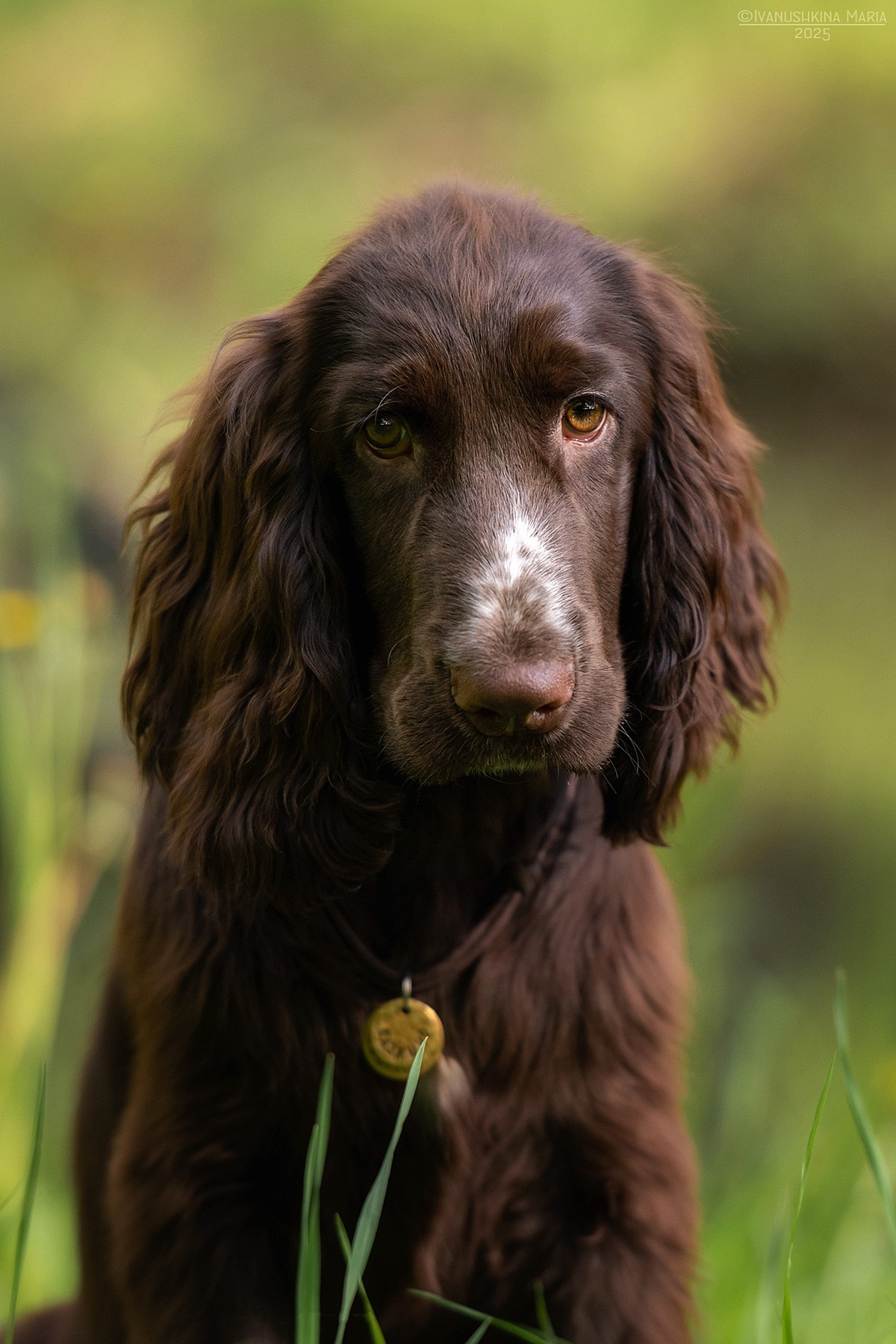 Фотосессия щенков на продажу. Фотограф собак в Москве и Московской области Иванушкина Мария