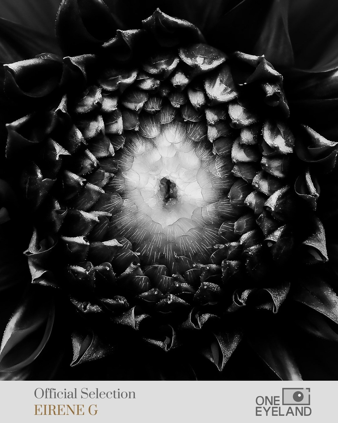 ONEEYELAND GALLERY. Eirene G |  Photoartist | Flowers from my garden