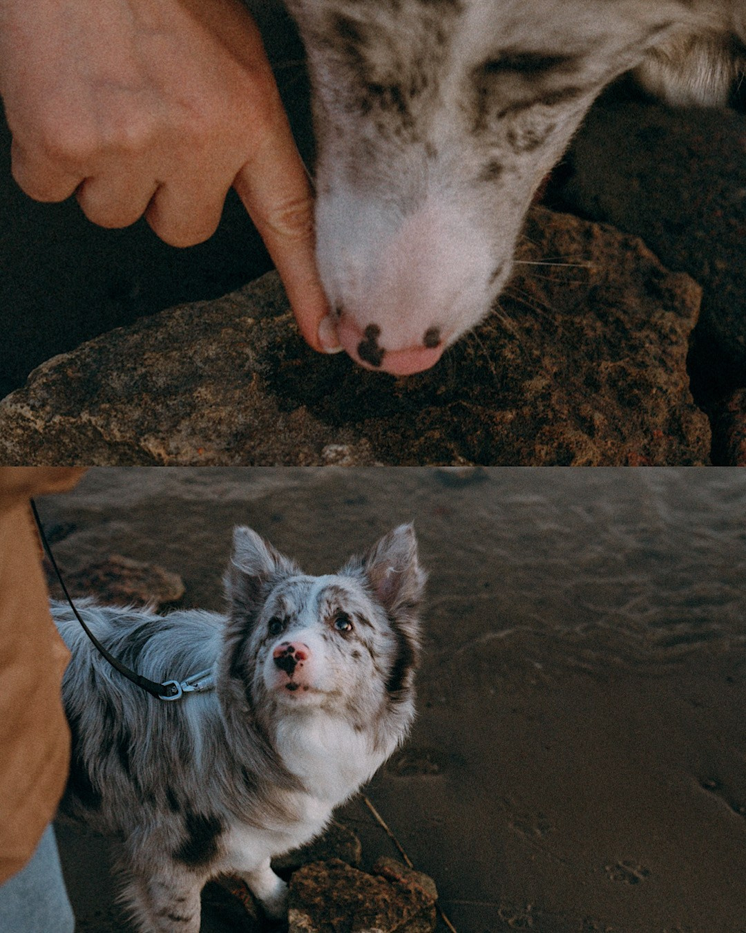Света, Катрин и Умка. Фотограф анималист в Москве и Санкт-Петербурге Свиридова Анна