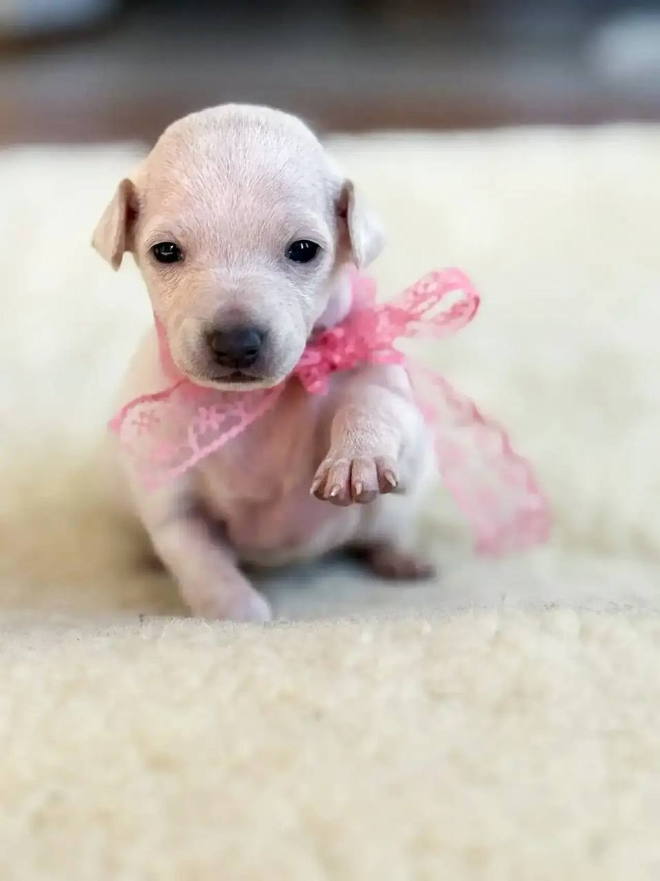 Белоснежные. Профессиональный питомник левреток РКФ/FCI ASTI SAPPHIRE 💎 Сочи|Санкт-Петербург