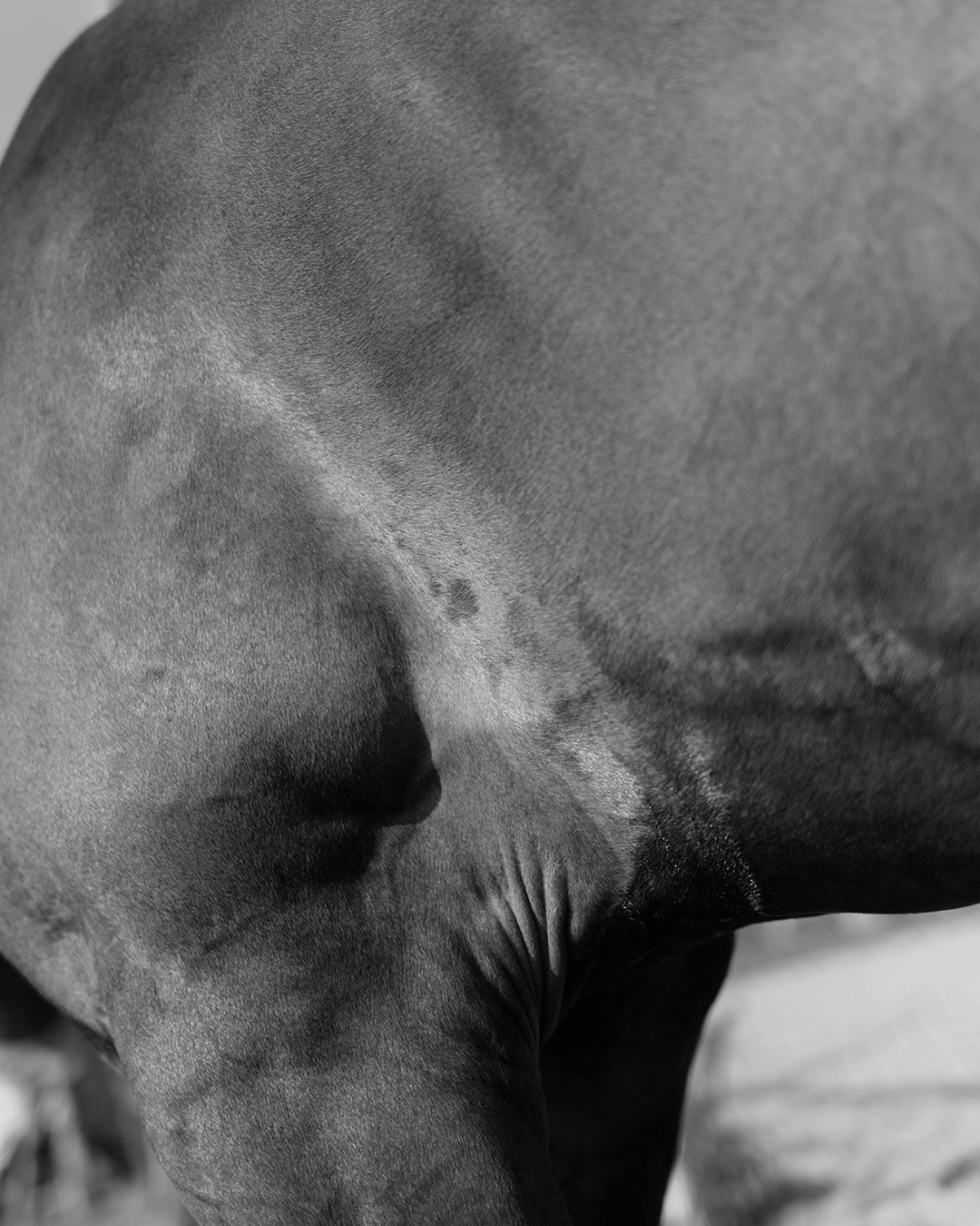 Horses. Эркин Сулайманов | Фотограф, Томск