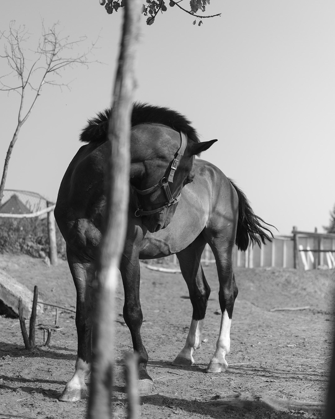 Horses. Эркин Сулайманов | Фотограф, Томск
