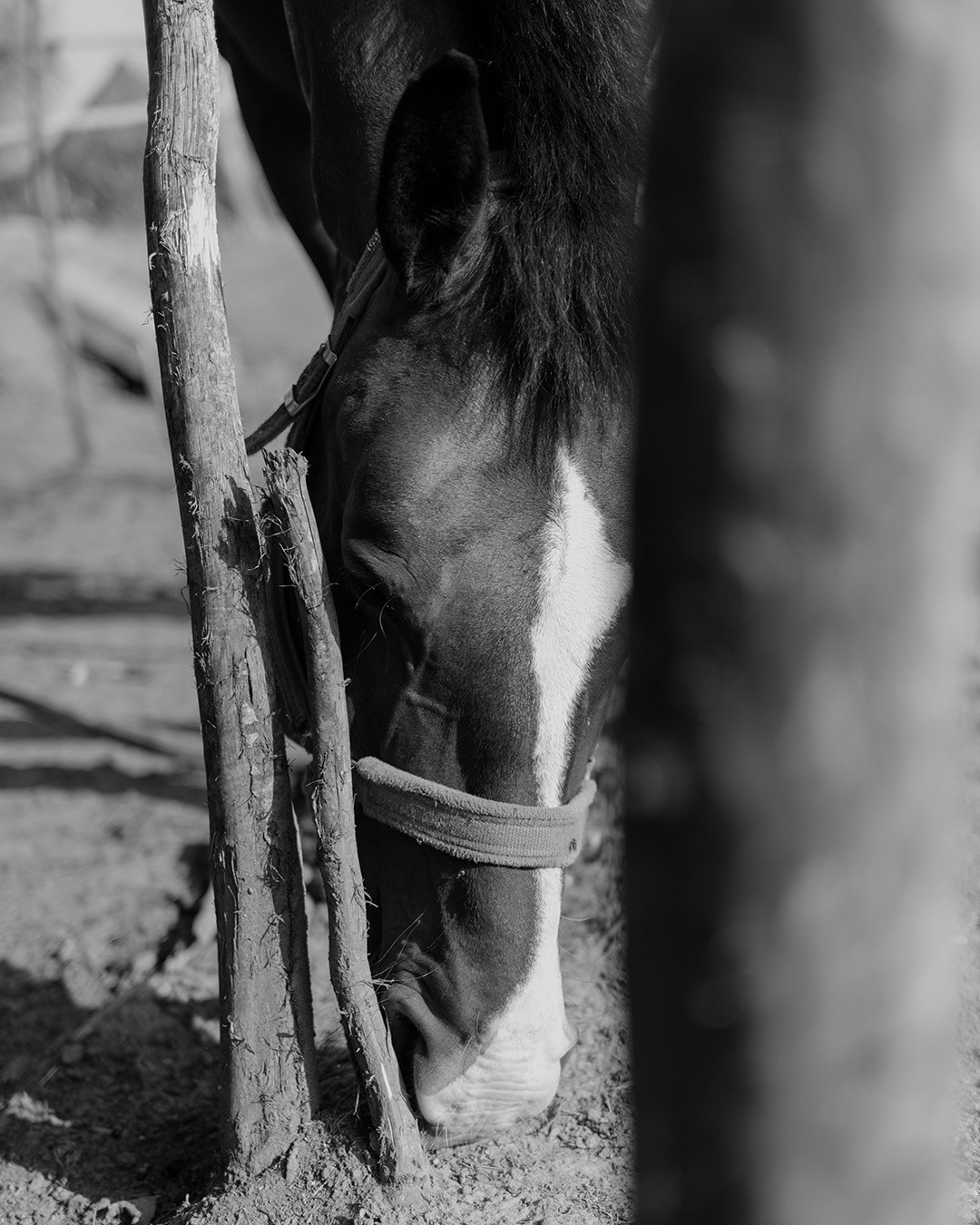 Horses. Эркин Сулайманов | Фотограф, Томск