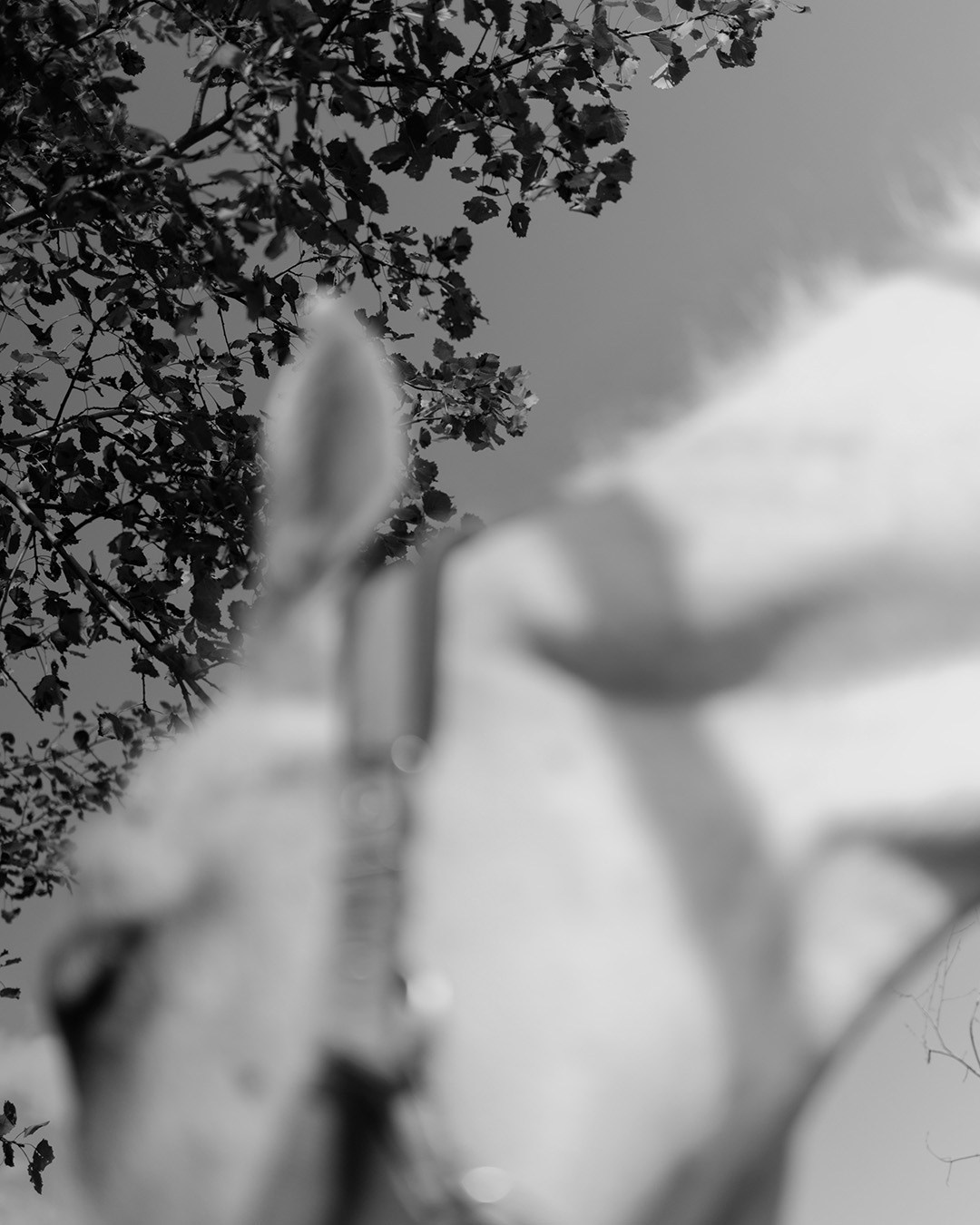 Horses. Эркин Сулайманов | Фотограф, Томск