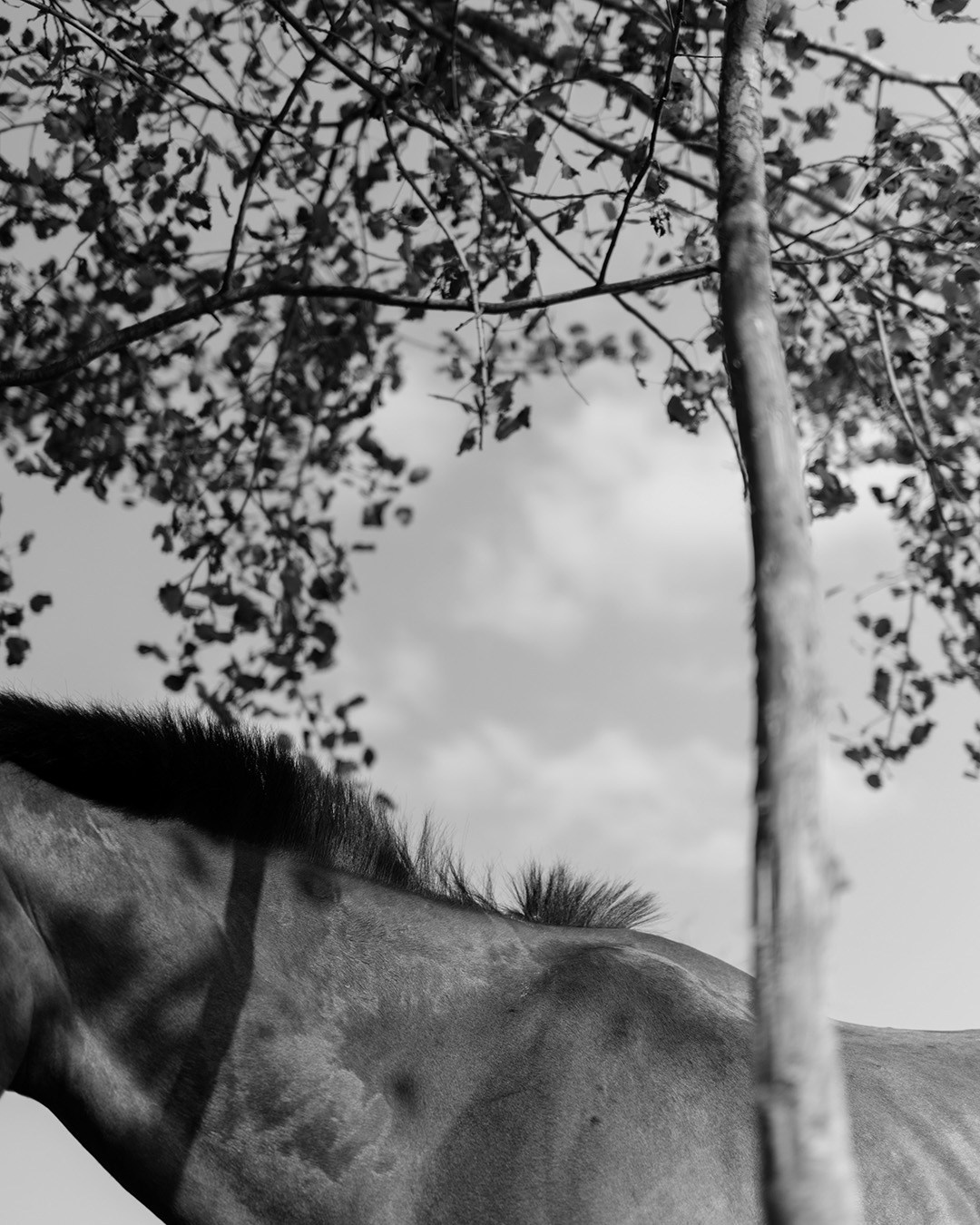 Horses. Эркин Сулайманов | Фотограф, Томск