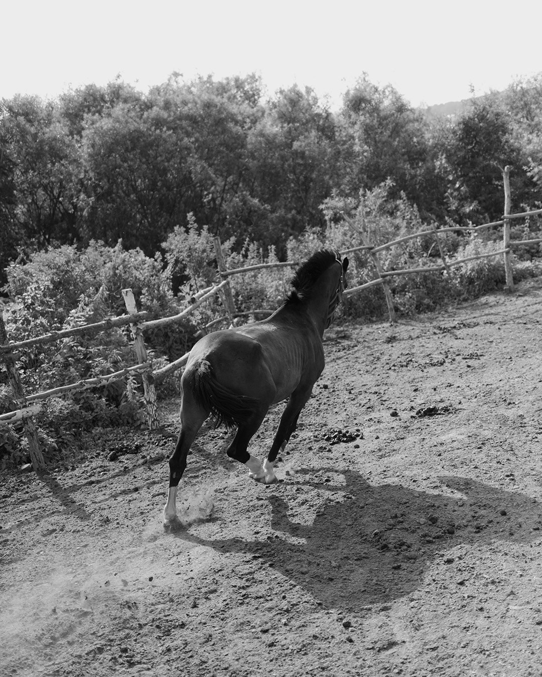 Horses. Эркин Сулайманов | Фотограф, Томск