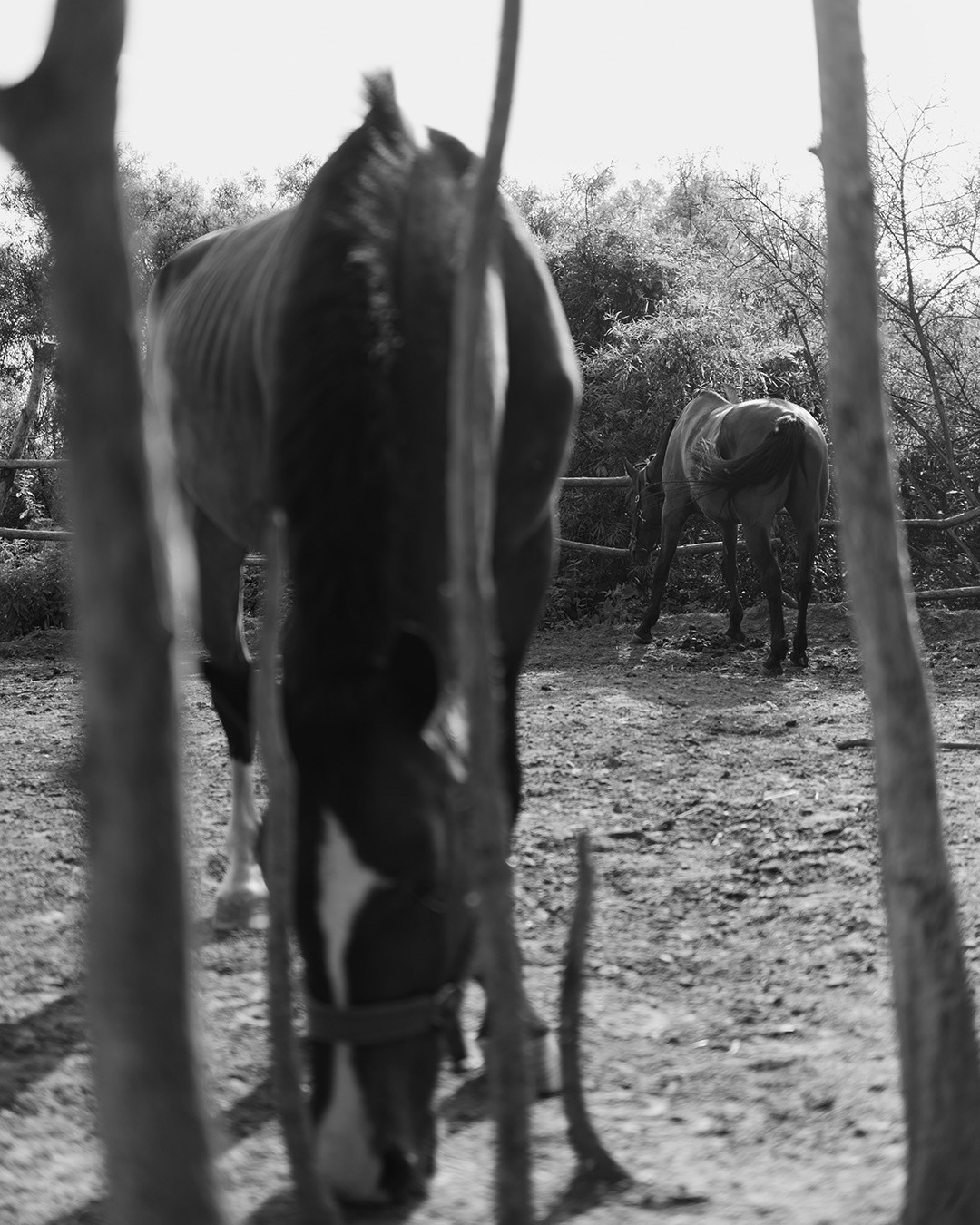Horses. Эркин Сулайманов | Фотограф, Томск