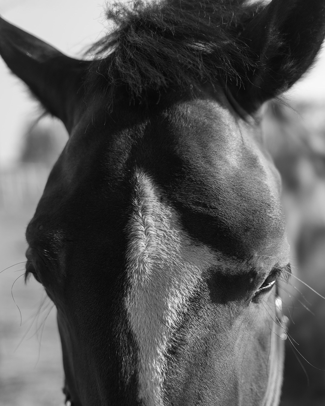 Horses. Эркин Сулайманов | Фотограф, Томск